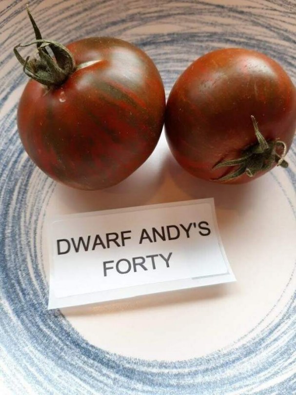 Dwarf Andy’s Forty paradicsom - Paradicsom különlegességek az Egzotikus Növények Stúdiója kínálatából